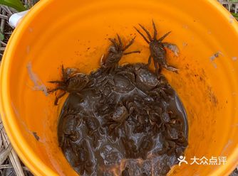 #0元玩转这座城北塘河公园的浅滩边，藏着一场和小螃蟹