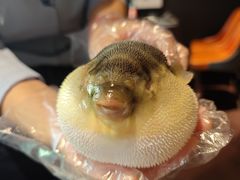 -肆月河豚·淮扬菜·湘菜(华天店)