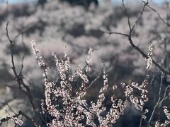 -白水寺森林公园