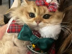 -欣宠猫屋·矮脚拿破仑·蓝金金渐层