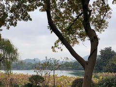 -西湖外事游船(花港观鱼码头)