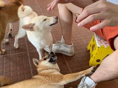 -柴犬高等学院·狗咖·柴犬售卖·宠物训练
