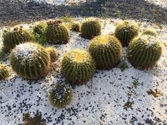 -亚龙湾国际玫瑰谷