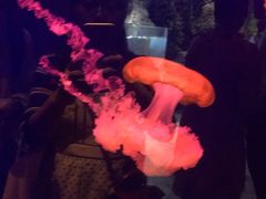 -迪拜水族馆及水下动物园