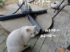 -张鸟园农家乐(张鸟园店)