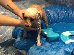 -Oh My Dog宠物沙龙(伊珊娜皮毛护理店)