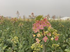 -中国天府农业博览园