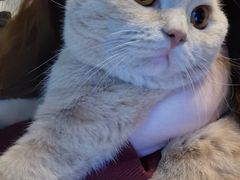 -东方名猫馆·英短金渐层布偶猫舍(环线广场1号楼店)