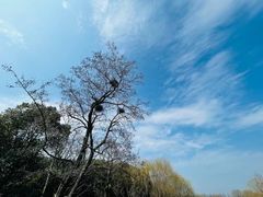 -贡湖湾湿地公园