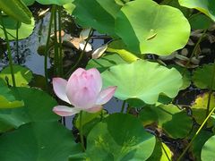 -莲花池公园
