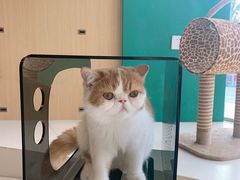-飞行喵MR PILOT|猫舍·猫咖(静安大融城店)