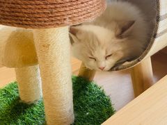 -瞄一喵猫咖(格力海岸店)