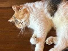 -猫岛主趣味餐厅(鼓浪屿店)