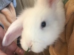-猫猫幼稚园·撸猫·桌游·电玩