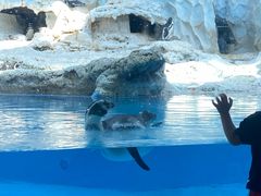 -帝企鹅自助餐厅•儿童岛•真企鹅(长隆企鹅酒店)