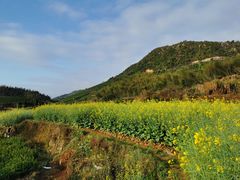 -桑洲油菜花景区
