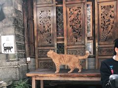 -喵屿·大理花园猫咖