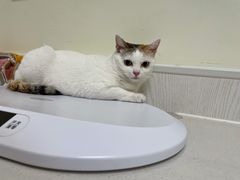 -凯特喵百思猫专科医院