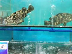 -南海渔家•海鲜•正宗海南菜(海棠湾店)