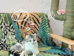 -喵屿·大理花园猫咖