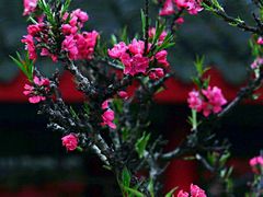 -南汇桃花村