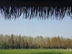 -合肥滨湖国家森林公园