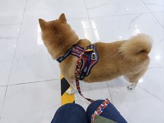 -纳吉亚猫专科动物诊疗中心(蒋宅口分院)