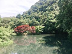 -龙井村