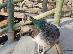 -栾川竹海野生动物园