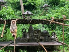 -西双版纳原始森林公园