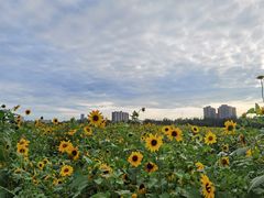 -汉长安城未央宫国家考古遗址公园