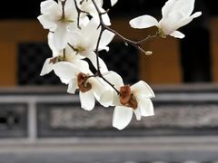 -龙华寺