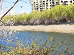 -桃花堤公园