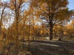 -金塔沙漠胡杨林景区