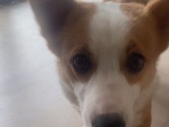 -艾贝尔宠物医院·狂犬免疫点(江山金象城店)