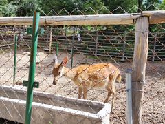 -青藏高原野生动物园