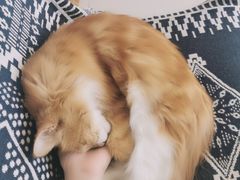 -平行世界·猫咖(首经贸店)