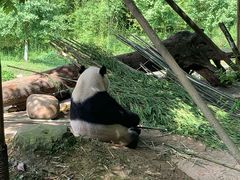 -都江堰中华大熊猫苑