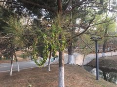 -长白岛森林公园