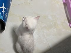 -lincat·猫舍(广州店)
