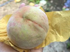 -老袁家蜜桃农场·阳山水蜜桃