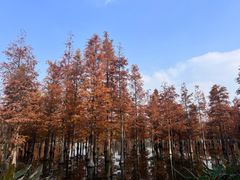 -白鹭湾湿地公园