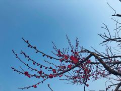 -香雪海