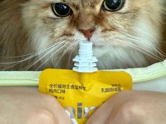 -御宝贝·A梦猫科宠物医院(国际猫友好医院)