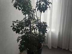 -星河湾温泉洗浴酒店