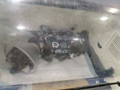 -美联众合动物医院(·中兽医·疑难杂症·严家桥分院)