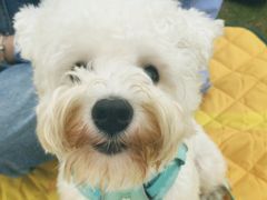 -瑞派康怡24h宠物医院·犬猫医疗中心·微创绝育(瑞景分院)