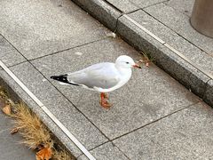 -悉尼海港大桥
