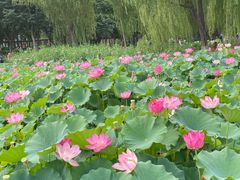 -莲花池公园