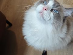 -MOCHA明星猫咖(田子坊店)